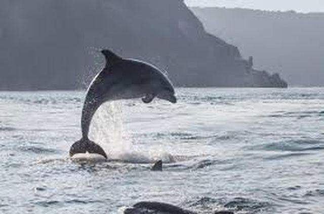 Baie Mt St Michel , Jullouville , Villa Caprice Rdc , 50 M Mer ,7 Pers , Pres Plage Dday מראה חיצוני תמונה